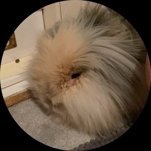 Meet your Posher, Henry